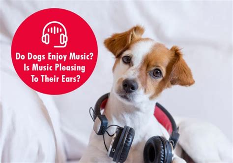 do animals enjoy music? the symphony of nature and our ears